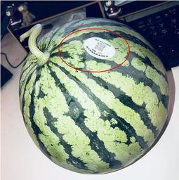 吃网红瓜是什么意思,网络时代下的娱乐风向标